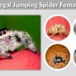 Regal Jumping Spider Female: Size, Colors, Lifespan, and Care