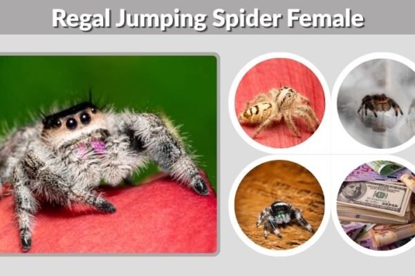 Regal Jumping Spider Female: Size, Colors, Lifespan, and Care