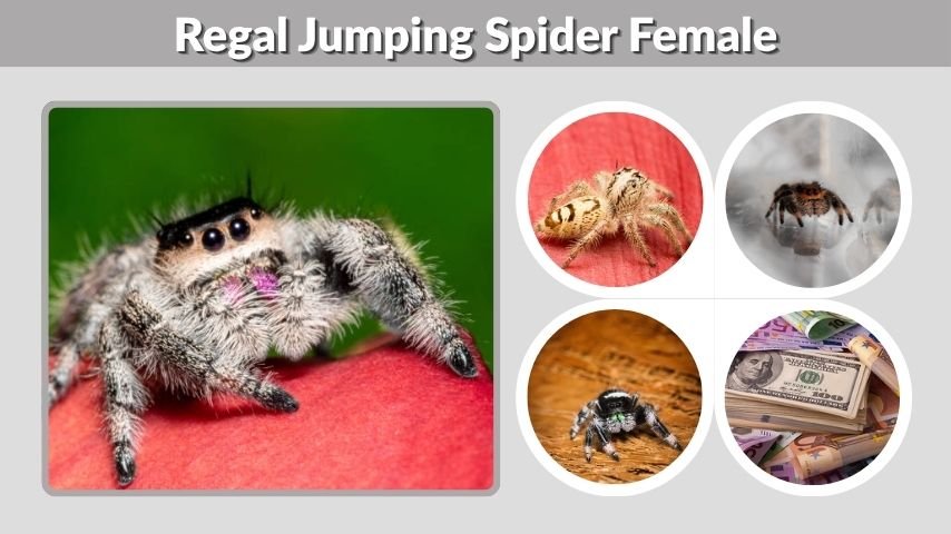 Regal Jumping Spider Female: Size, Colors, Lifespan, and Care