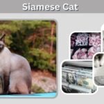 Siamese Cat: Personality, Care, Lifespan & Facts