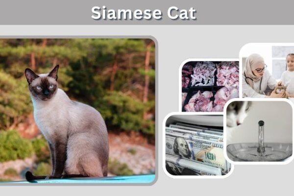 Siamese Cat: Personality, Care, Lifespan & Facts