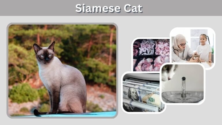 Siamese Cat: Personality, Care, Lifespan & Facts