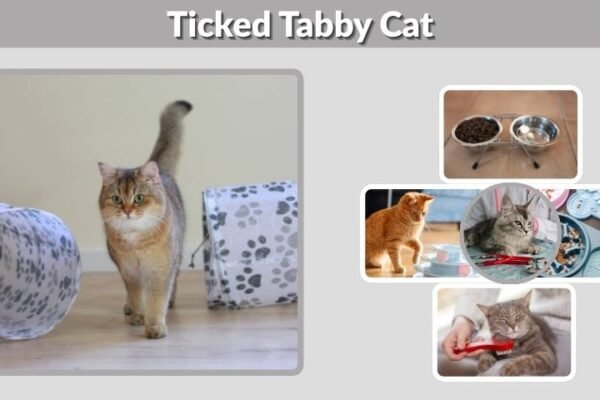 Ticked Tabby Cat: Colors, Traits and Care Guide