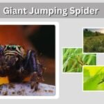 Giant Jumping Spider: Size, Habitat, Bite, and Care