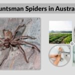Huntsman Spiders in Australia: Size, Bite, Facts & Safety