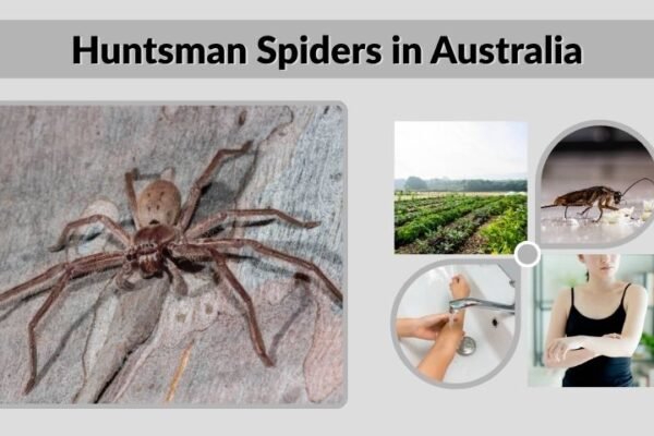 Huntsman Spiders in Australia: Size, Bite, Facts & Safety