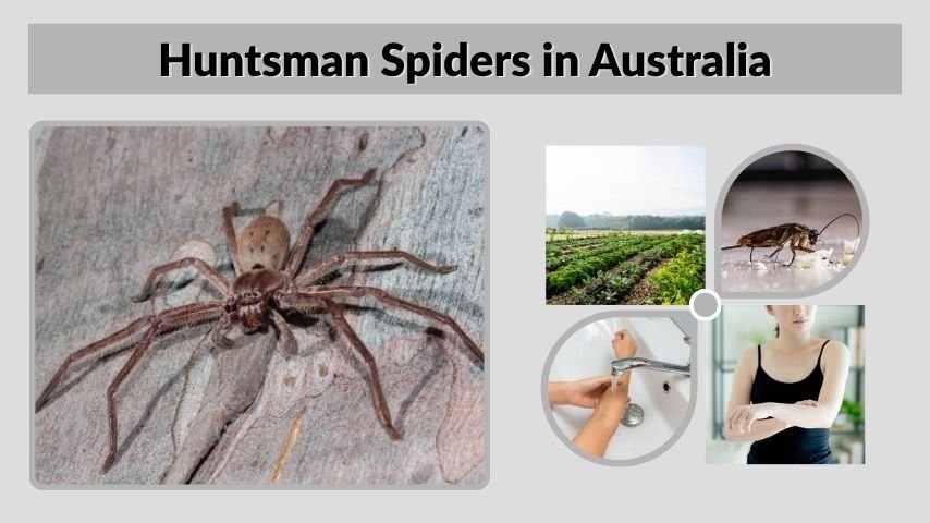 Huntsman Spiders in Australia: Size, Bite, Facts & Safety