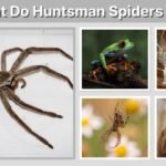 What Do Huntsman Spiders Eat? Diet, Prey & Facts