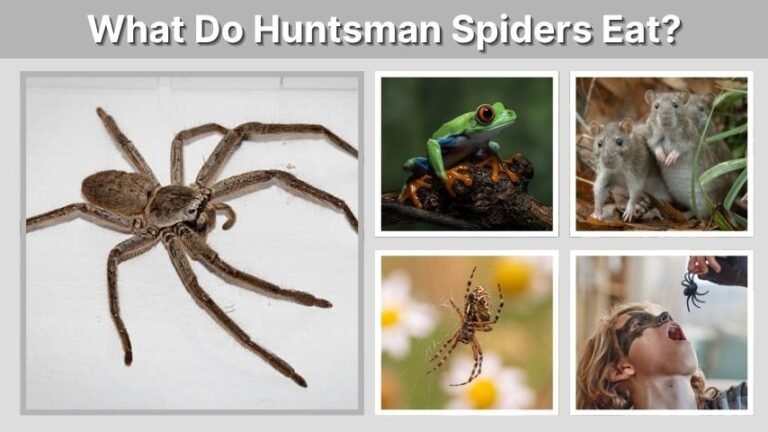 What Do Huntsman Spiders Eat? Diet, Prey & Facts