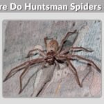Where Do Huntsman Spiders Live? Habitat & Lifespan