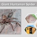 Giant Huntsman Spider: Size, Bite, Habitat & Facts