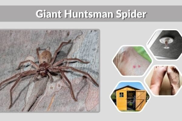 Giant Huntsman Spider: Size, Bite, Habitat & Facts