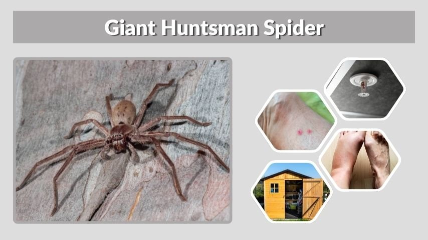 Giant Huntsman Spider: Size, Bite, Habitat & Facts