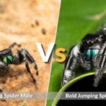 Bold Jumping Spider Male vs Female: Easy Identification Guide