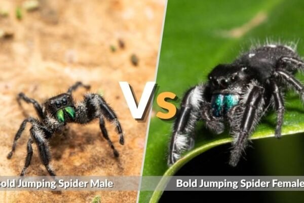 Bold Jumping Spider Male vs Female: Easy Identification Guide