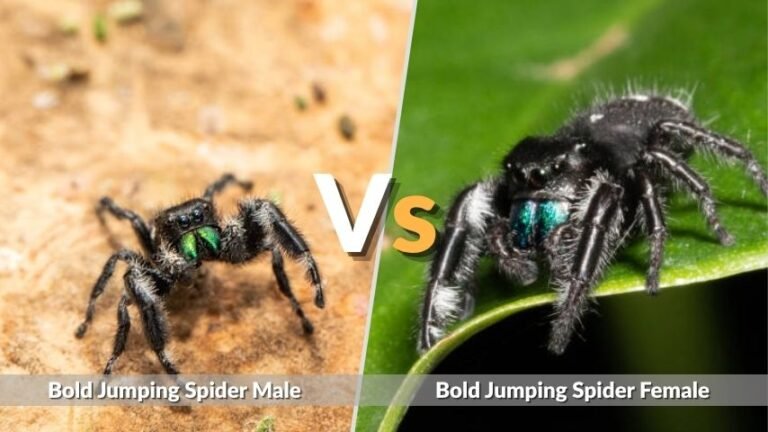Bold Jumping Spider Male vs Female: Easy Identification Guide