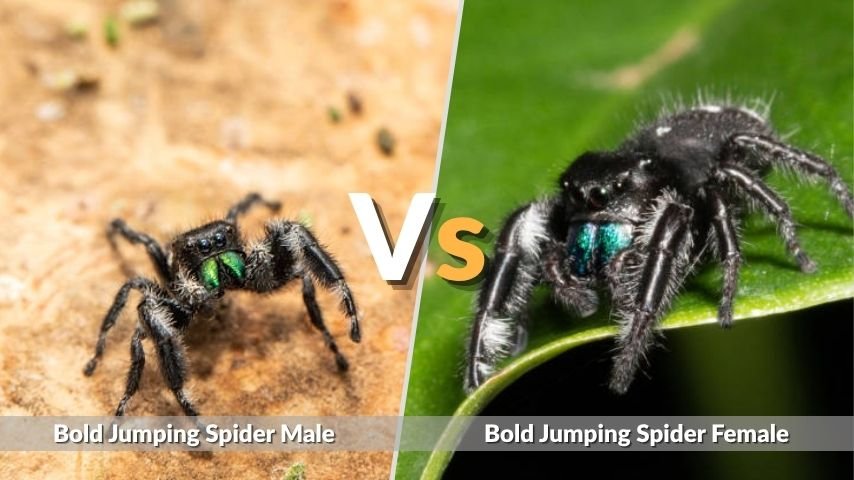 Bold Jumping Spider Male vs Female: Easy Identification Guide
