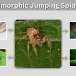Dimorphic Jumping Spider: Size, Bite, Male and Female