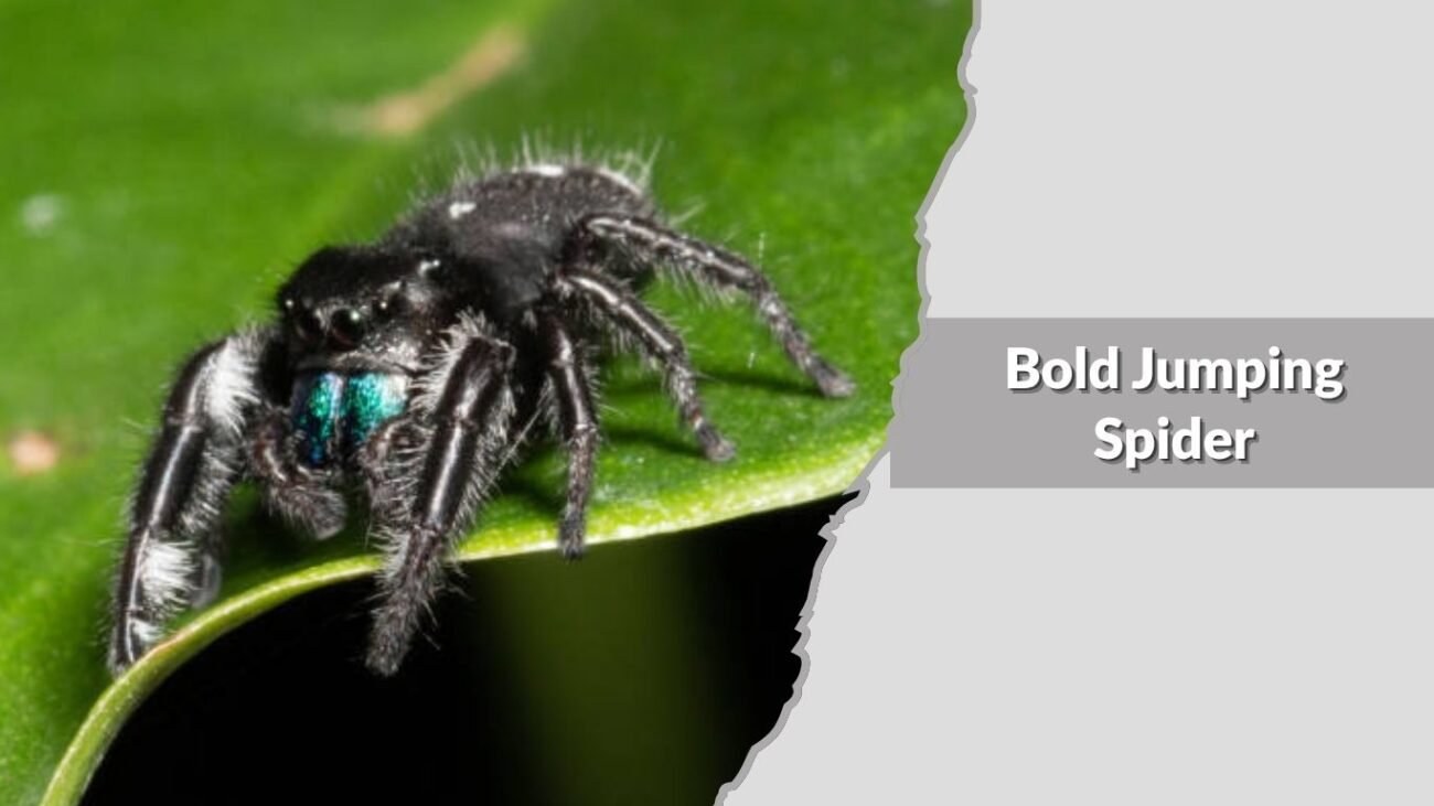 Bold Jumping Spider