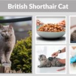 British Shorthair Cat: Personality, Lifespan & Care