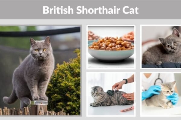 British Shorthair Cat: Personality, Lifespan & Care