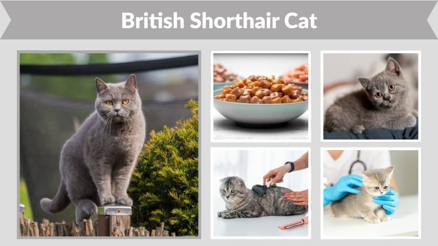 British Shorthair Cat: Personality, Lifespan & Care
