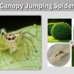Canopy Jumping Spider: Size, Bite, Habitat, and Care