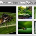 Bronze Jumping Spider: Size, Bite, Male and Female