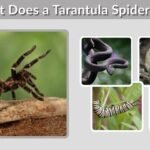 What Does a Tarantula Spider Eat? Diet, Prey, and Facts