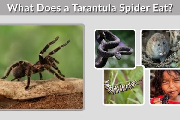 What Does a Tarantula Spider Eat? Diet, Prey, and Facts