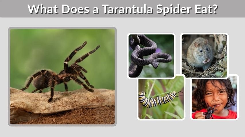 What Does a Tarantula Spider Eat? Diet, Prey, and Facts