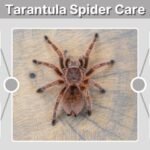 Tarantula Spider Care: Beginner's Guide to Healthy Keeping