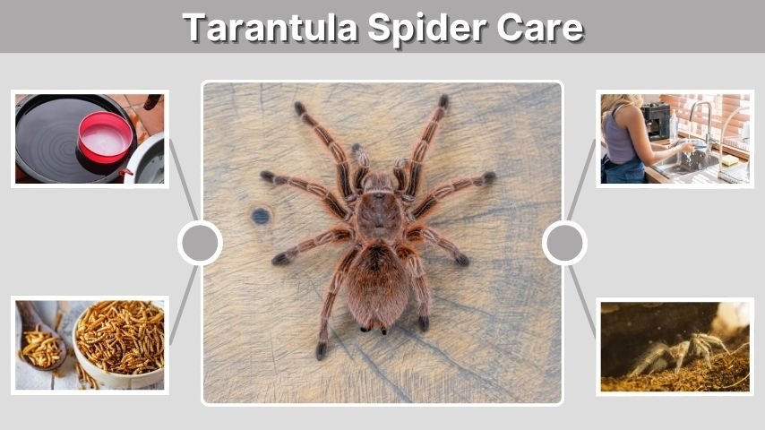Tarantula Spider Care: Beginner's Guide to Healthy Keeping