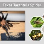 Texas Tarantula Spider: Identification, Habitat, and Safety