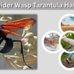 Spider Wasp Tarantula Hawk: Facts, Sting, and Spider Hunt