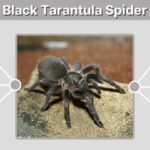 Black Tarantula Spider: Identification, Bite Risk, and Buying Guide
