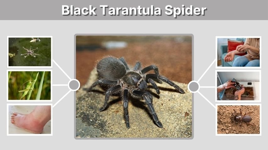 Black Tarantula Spider: Identification, Bite Risk, and Buying Guide