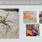 Brown Huntsman Spider: Facts, Bite, and Identification