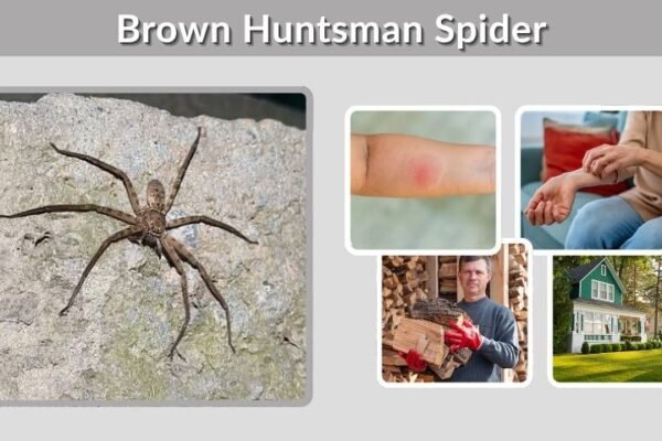 Brown Huntsman Spider: Facts, Bite, and Identification