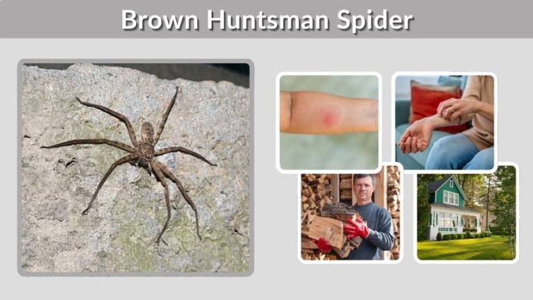 Brown Huntsman Spider: Facts, Bite, and Identification