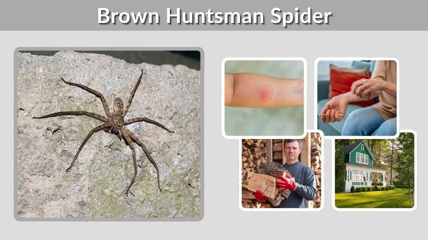 Brown Huntsman Spider: Facts, Bite, and Identification