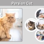Persian Cat Guide: Personality, Care, Lifespan & Facts