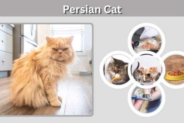 Persian Cat Guide: Personality, Care, Lifespan & Facts