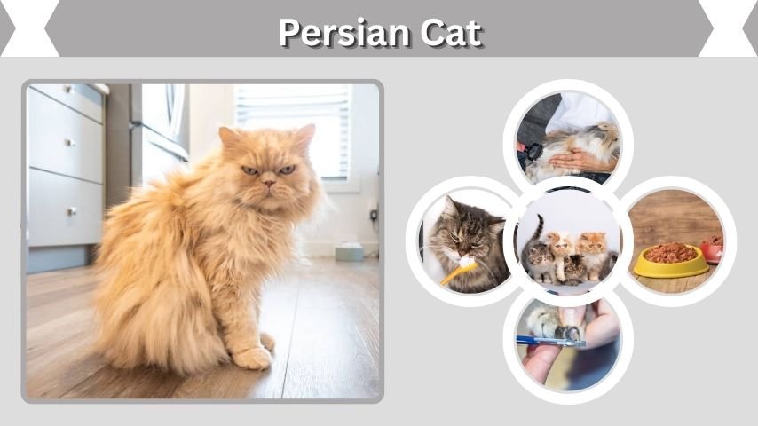 Persian Cat Guide: Personality, Care, Lifespan & Facts