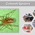 Cobweb Spiders: Facts, Webs, Bites, and Removal Tips