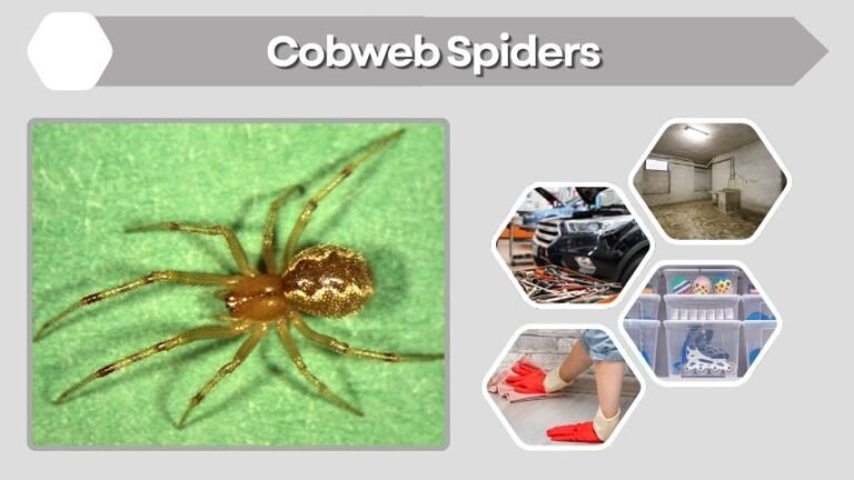 Cobweb Spiders: Facts, Webs, Bites, and Removal Tips