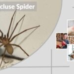 What Does a Brown Recluse Spider Bite Look Like?