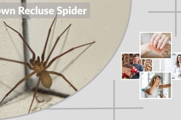 What Does a Brown Recluse Spider Bite Look Like?