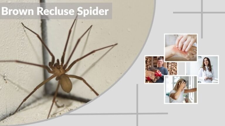 What Does a Brown Recluse Spider Bite Look Like?