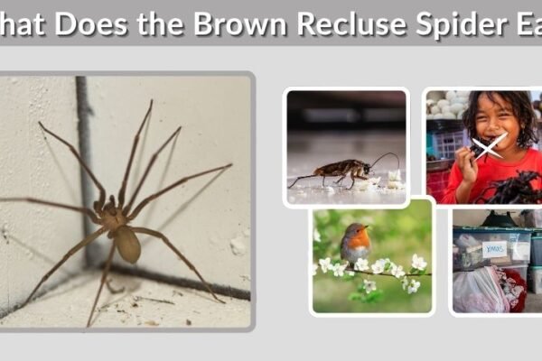 What Does the Brown Recluse Spider Eat?